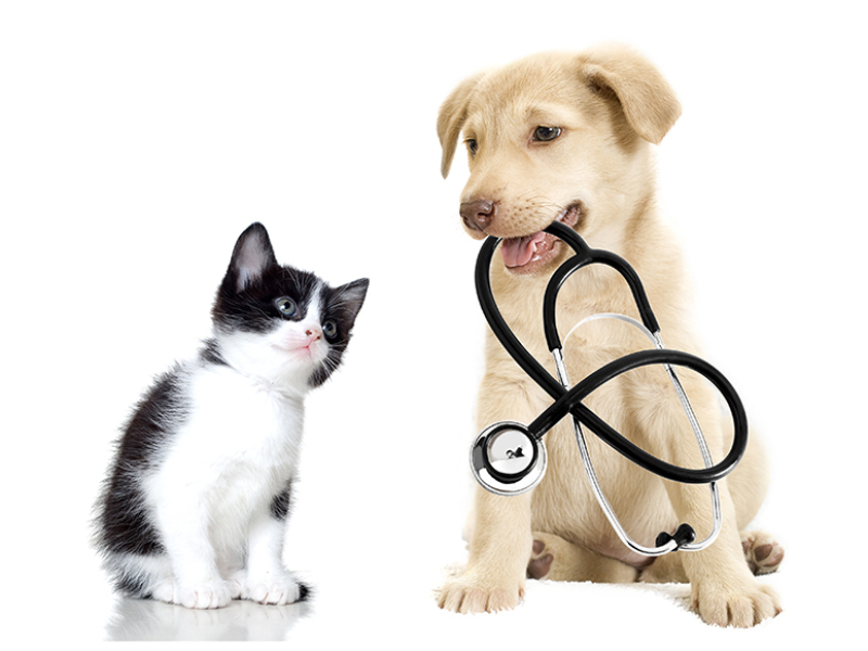 https://jamaicapetimport.com/wp-content/uploads/vet-24-800x600.jpg